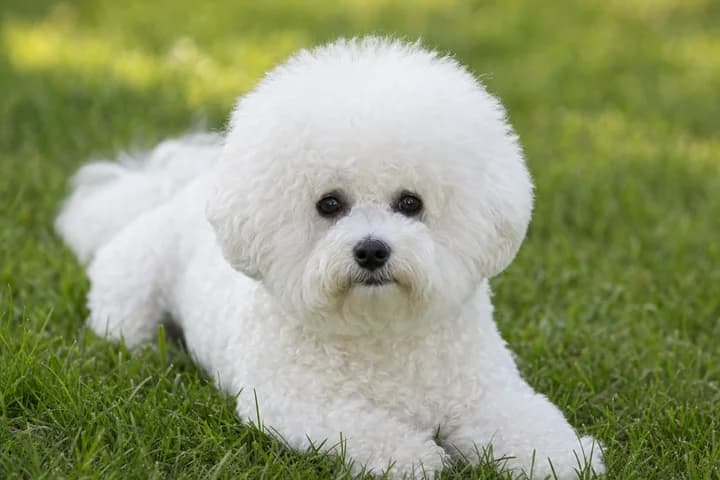 Bichon frise — charakter, pielęgnacja, zdrowie i dla kogo jest ta rasa