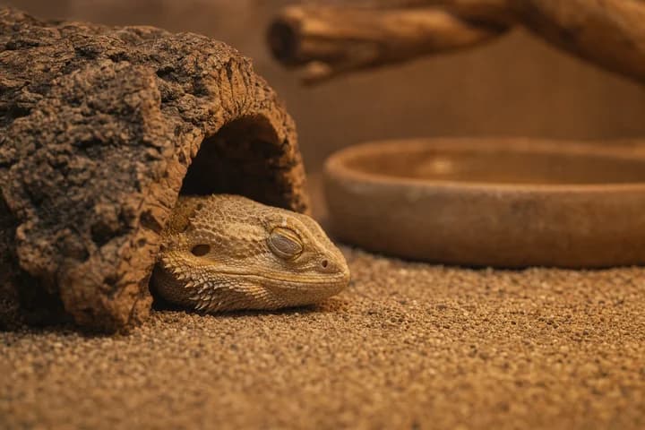 Brumacja agamy brodatej — jak ją rozpoznać i przygotować agamę do zimy