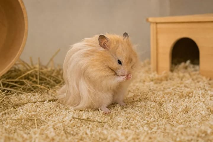 Chomik długowłosy (angorski) — pielęgnacja sierści