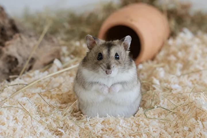 Chomik dżungarski — jak go hodować i czym różni się od syryjskiego