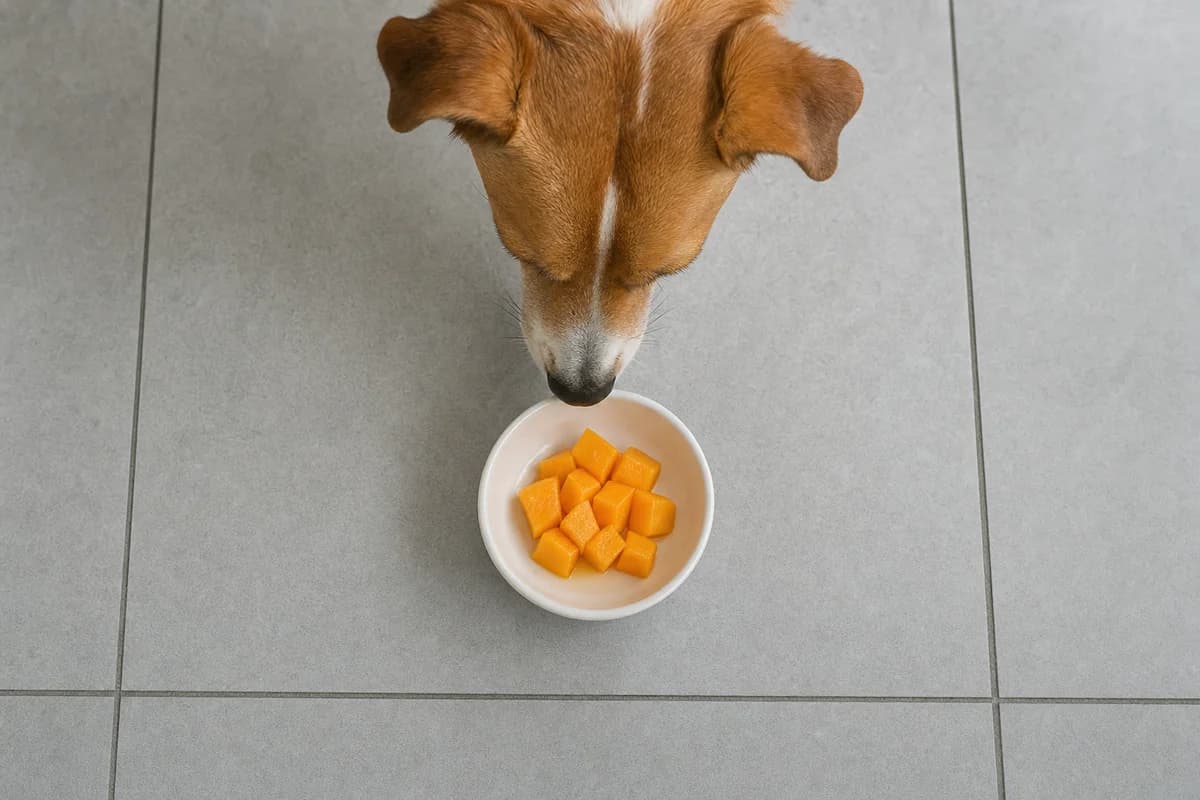 Czy pies może jeść mango? Tak, ale bez skórki i pestki