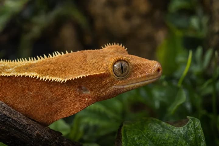Gekon orzęsiony - terrarium pionowe, karma i opieka
