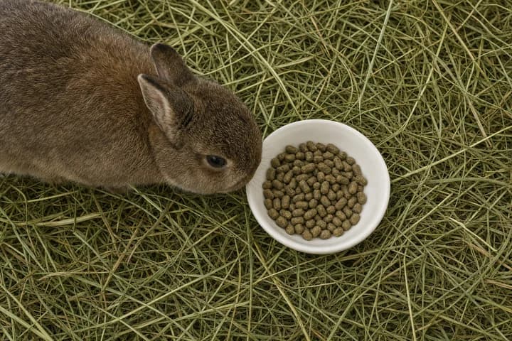 Karma dla królika — granulat, siano i świeże: jak ułożyć dietę