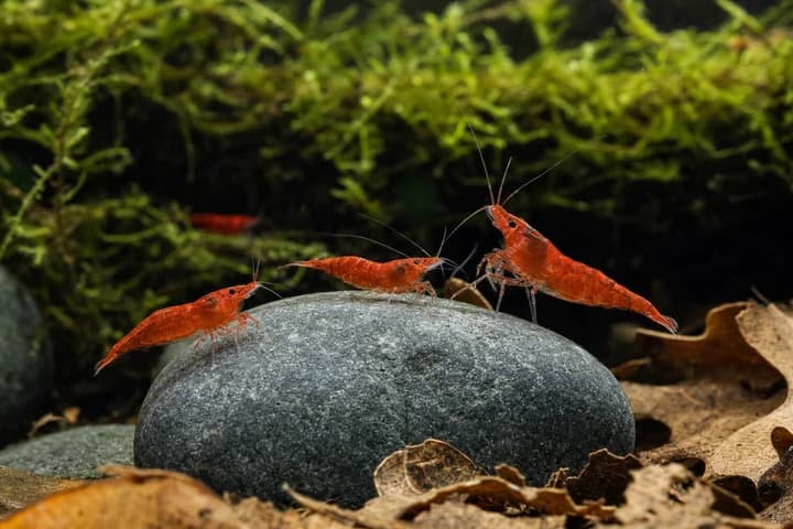 Krewetki w akwarium — kompletny poradnik: neocaridina, caridina, red cherry