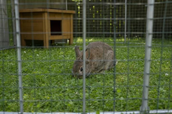 Zagroda dla królika w ogrodzie — bezpieczny wybieg, trujące rośliny i pogoda