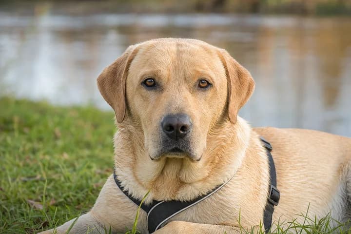 Labrador retriever — charakter, umaszczenia, pielęgnacja i zdrowie rasy