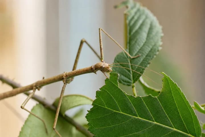 Patyczaki w domu - co jedzą, terrarium i hodowla z dzieckiem