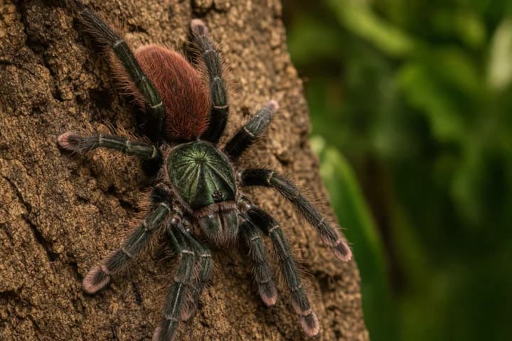 Ptasznik nadrzewny — Avicularia i Caribena