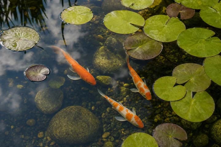 Ryby do oczka wodnego - karaś, złota rybka, koi: ile i do jakiego oczka