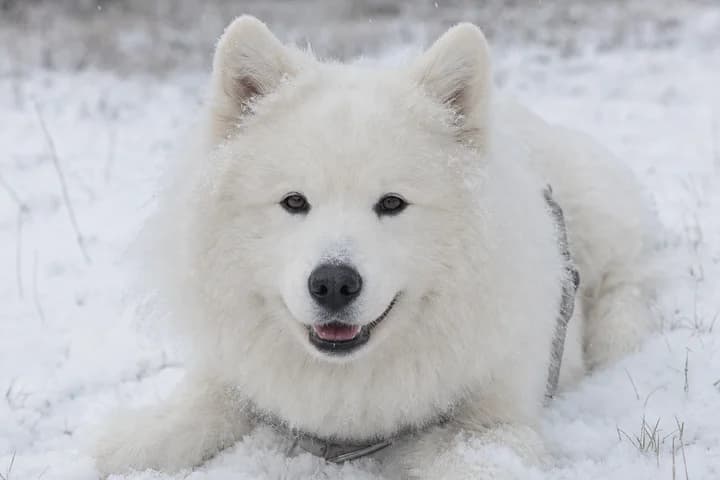 Samojed — charakter, pielęgnacja, zdrowie i dla kogo jest ta rasa
