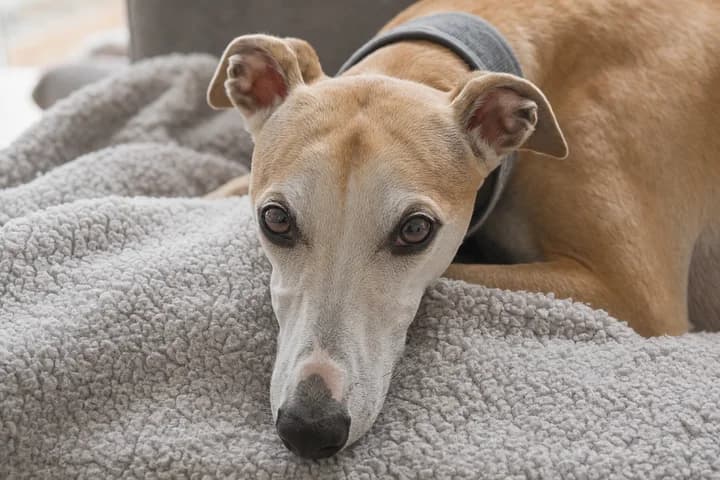 Whippet - charakter, pielęgnacja, zdrowie i dla kogo jest ta rasa