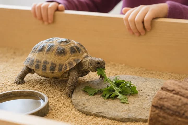 Żółw dla dziecka? Salmonella, higiena i odpowiedzialność na dekady