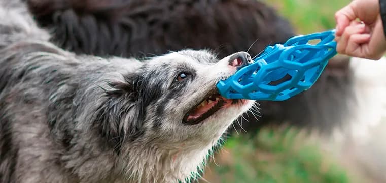 JW Pet Hol-ee Roller – L