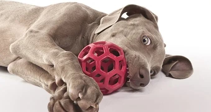 JW Pet Hol-ee Roller – L