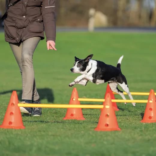 Trixie Tor przeszkód dla psa Dog Activity