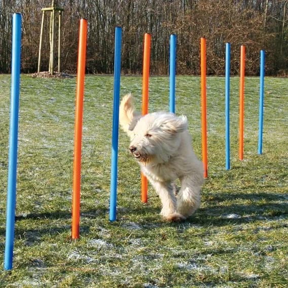 Trixie Slalom zręcznościowy dla psa