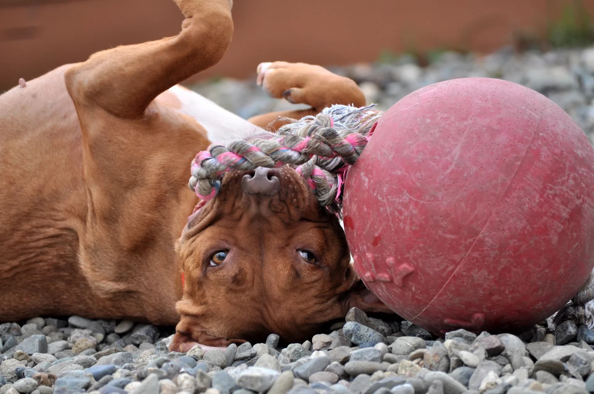 Jolly Pets piłka ze sznurem – niebieski