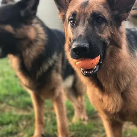 Chuckit ! Fetch Ball dla psa Dwupak M