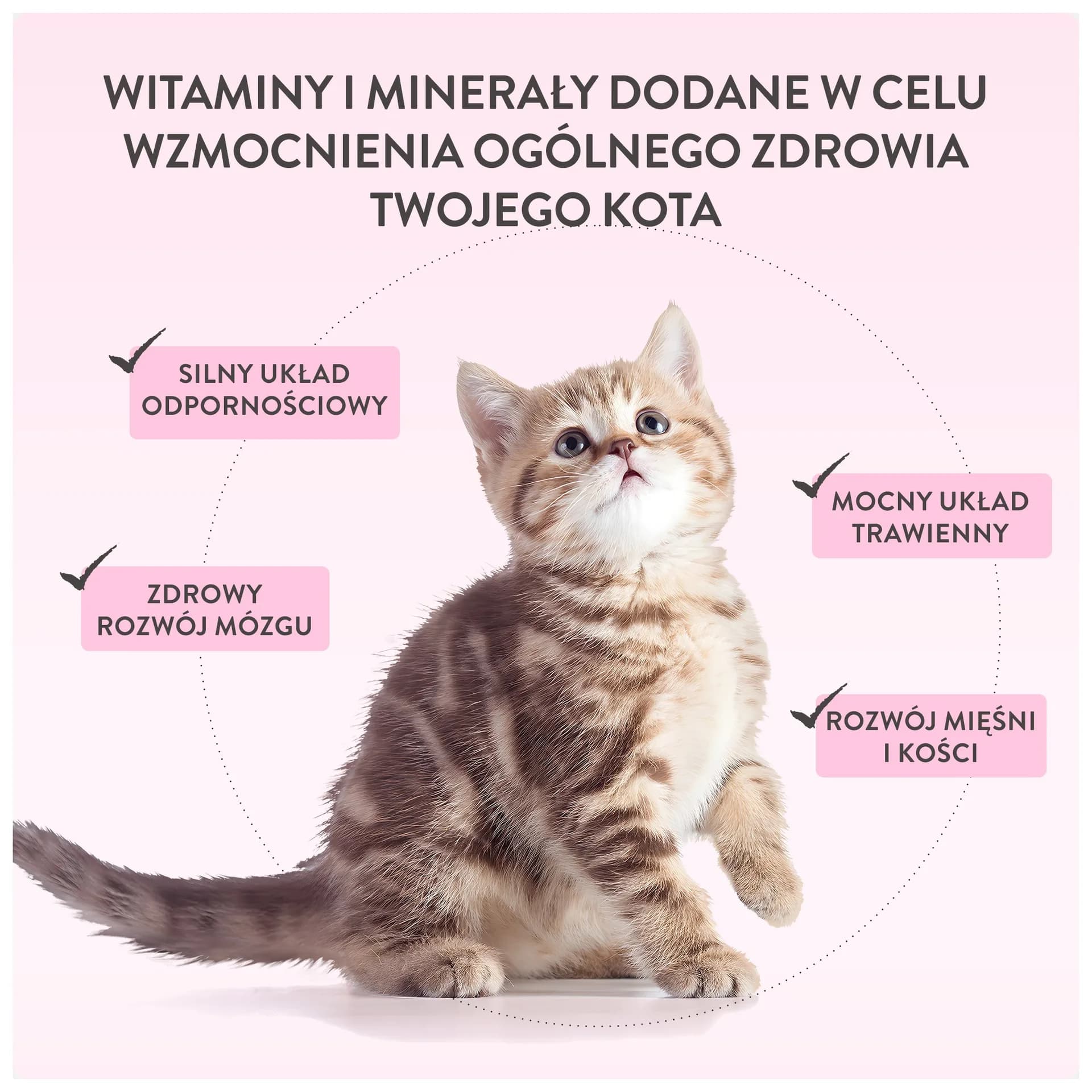 Schesir Baby Mousse karma mokra dla kociąt łosoś z kurczakiem 70 g