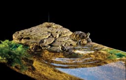 Exo-Terra Wyspa dla żółwia
