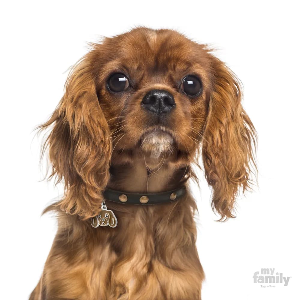 My Family adresówka Friends Cavalier King Charles Spaniel – rubinowy
