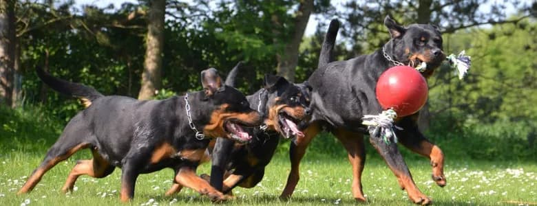 Jolly Pets piłka ze sznurem – niebieski
