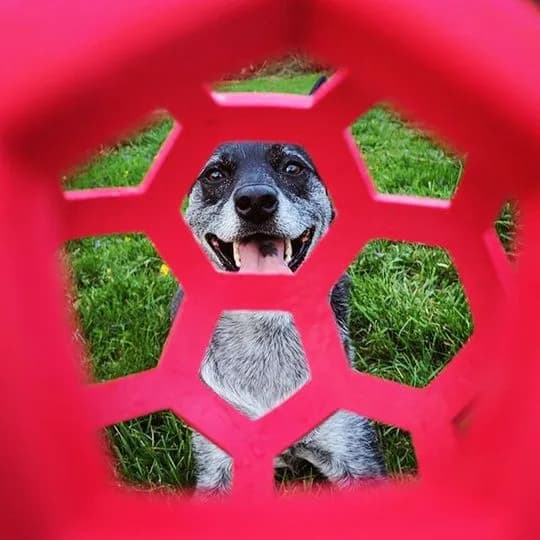 JW Pet Hol-ee Roller – L