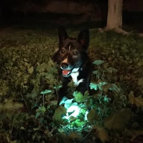 Chuckit ! Max Glow Ball dla psa – S