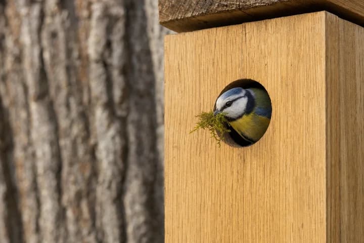 Budka lęgowa dla ptaków — wymiary otworu dla sikory, szpaka i wróbla; kiedy powiesić