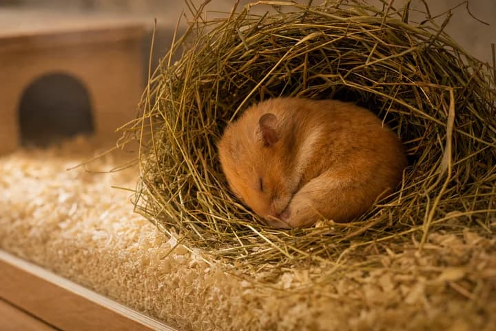 Chomik w chłodzie — hibernacja, odrętwienie i bezpieczna temperatura w pokoju