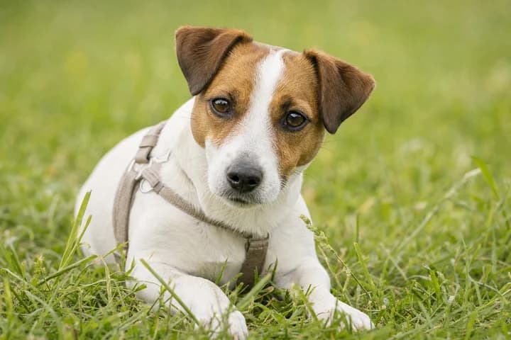 Jack russell terrier — charakter, pielęgnacja, zdrowie i dla kogo jest ta rasa