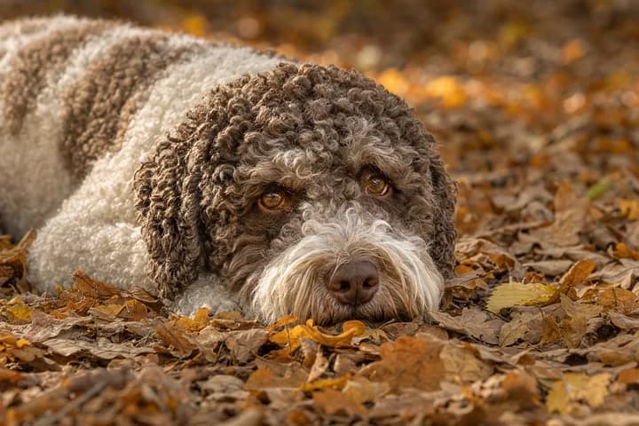 Lagotto romagnolo - pies do trufli: charakter, pielęgnacja i zdrowie rasy