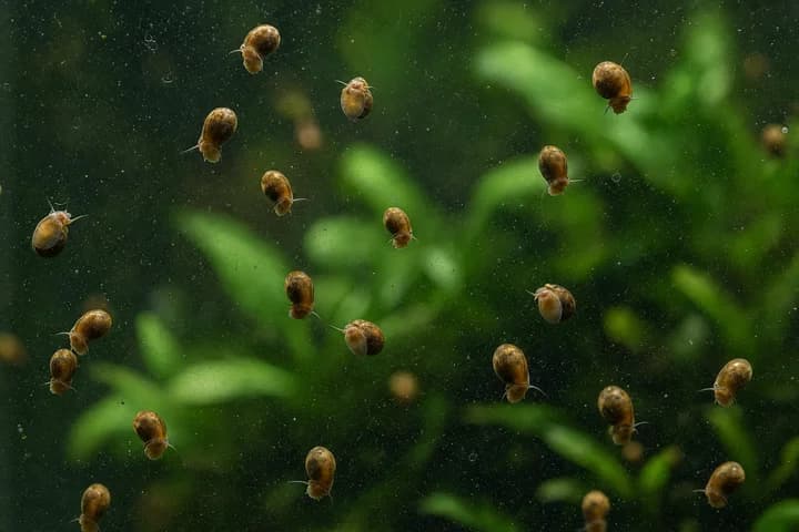 Plaga ślimaków w akwarium — jak pozbyć się ślimaków bez chemii