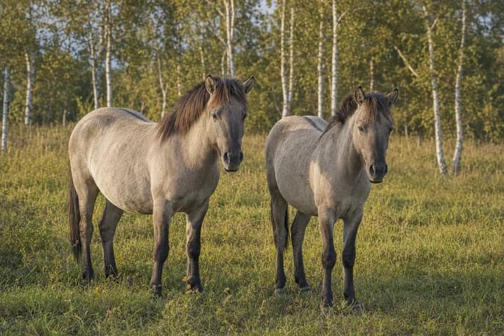 Rasy koni w Polsce — konik polski, hucuł, wielkopolski i inne