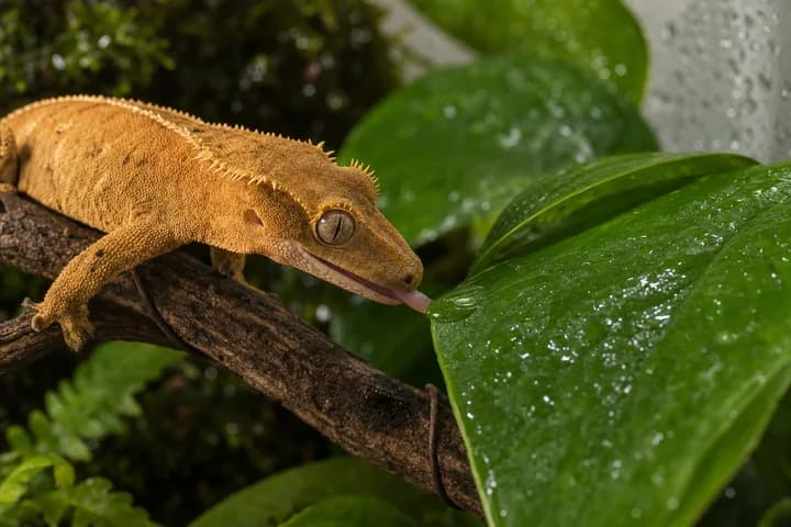 Wilgotność w terrarium — higrometr, zraszanie i mgła