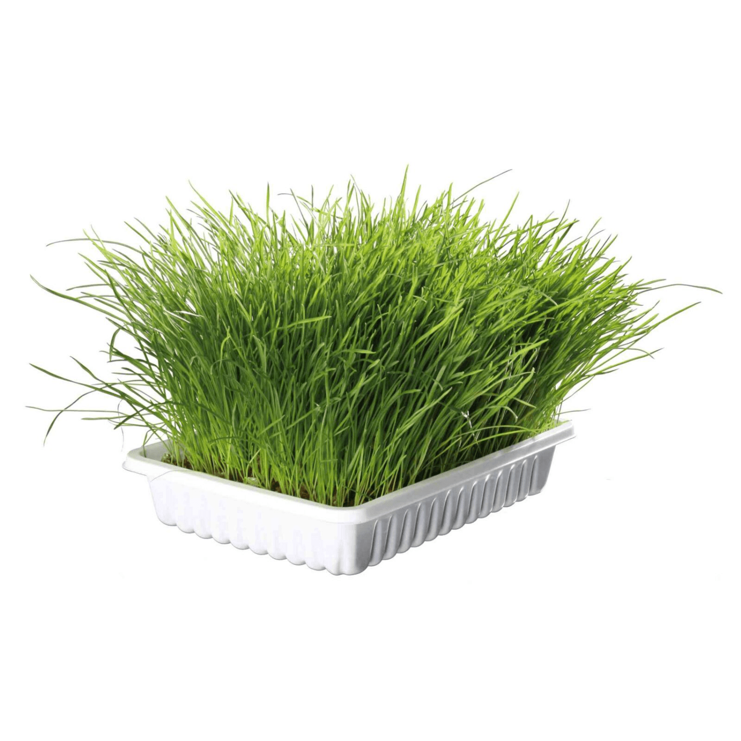 Trixie Miękka trawa dla kota 100 g – w pojemniku