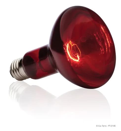 Exo-Terra Żarówka grzejąca Heat Glo – 50 W