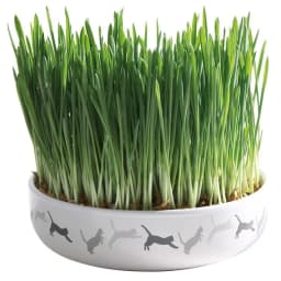 Trixie Miska ceramiczna z trawą dla kota