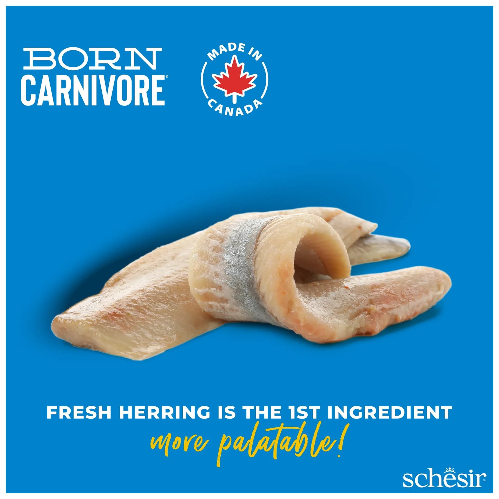 Schesir Born Carnivore karma sucha dla kotów dorosłych śledź i łosoś – 255 g