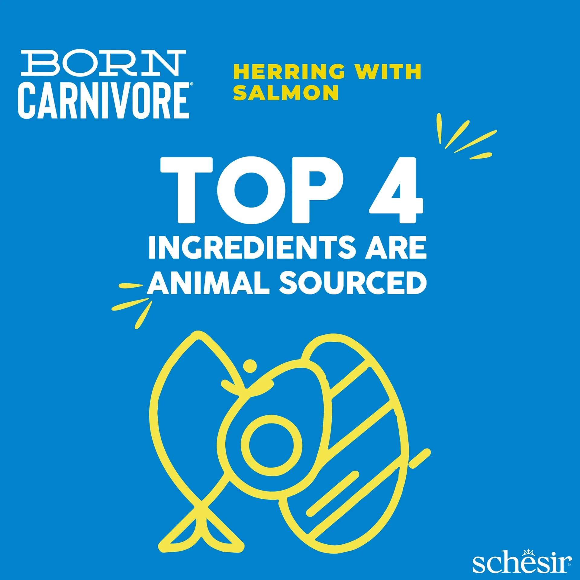 Schesir Born Carnivore karma sucha dla kotów dorosłych śledź i łosoś – 1,25 kg