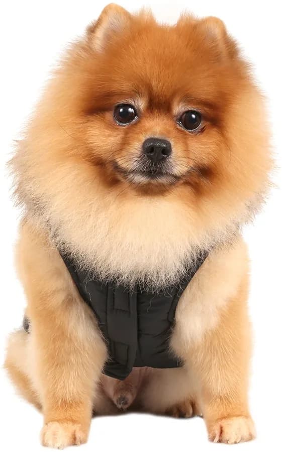 DoggyDolly czarny płaszczyk z futerkowym kapturem dla małego psa M
