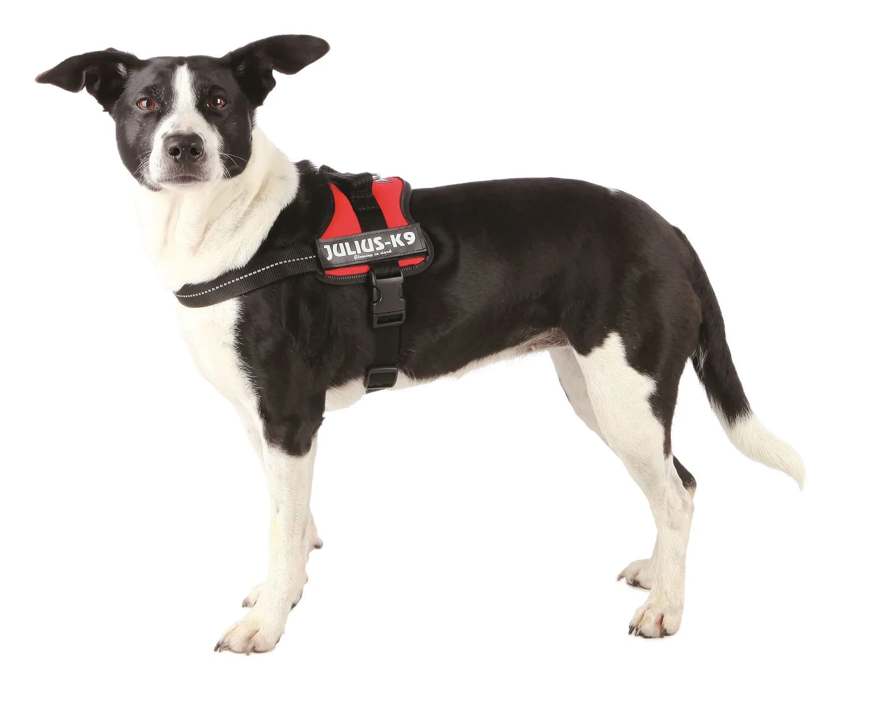 Julius K-9 Szelki dla psa – czarny, M / 0