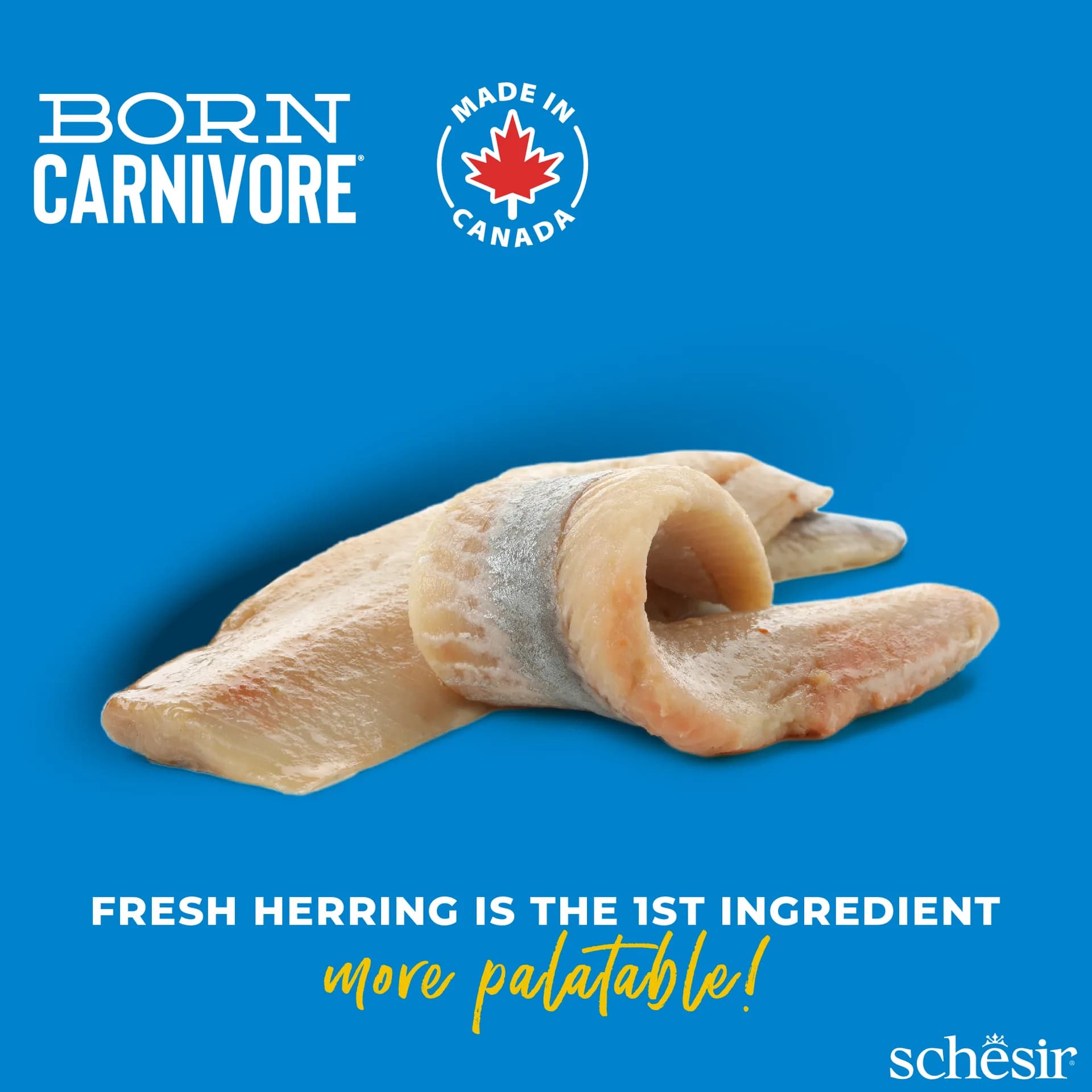 Schesir Born Carnivore karma sucha dla kotów dorosłych śledź i łosoś – 1,25 kg