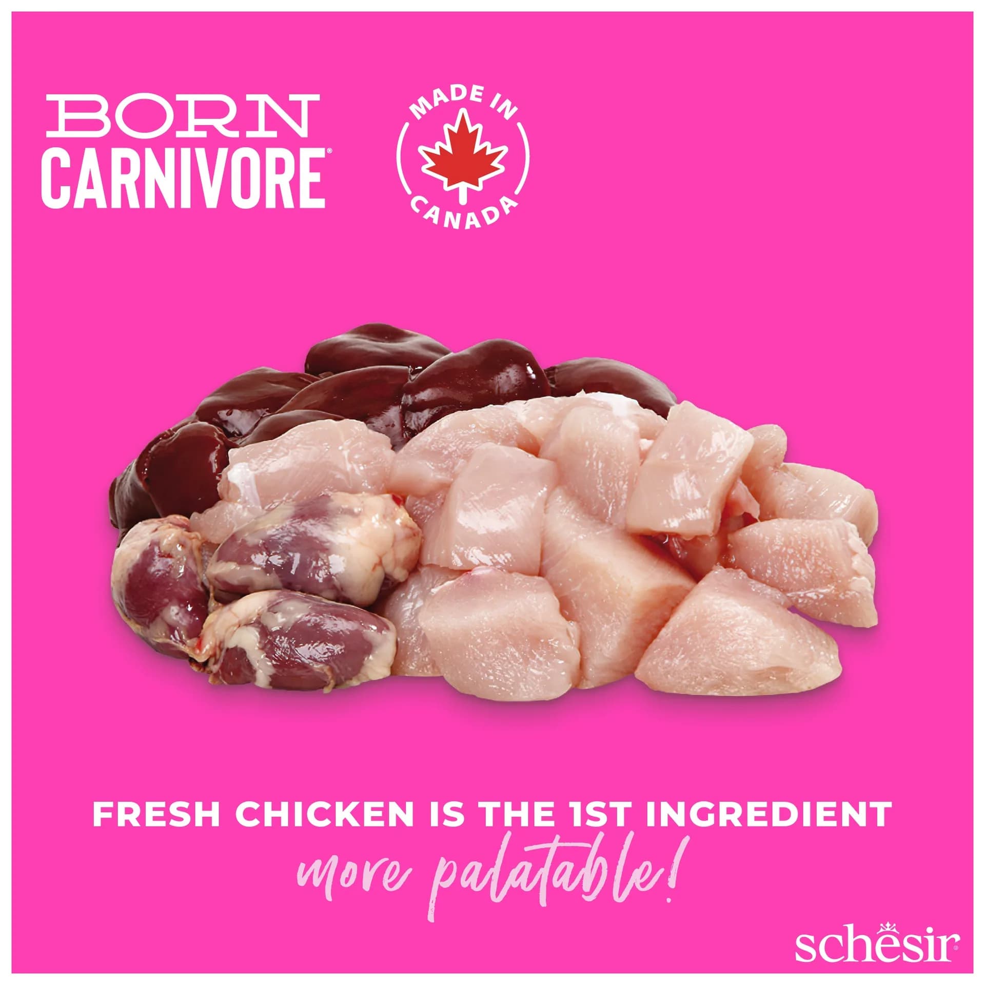 Schesir Born Carnivore karma sucha dla kociąt kurczak z jajkiem – 255 g
