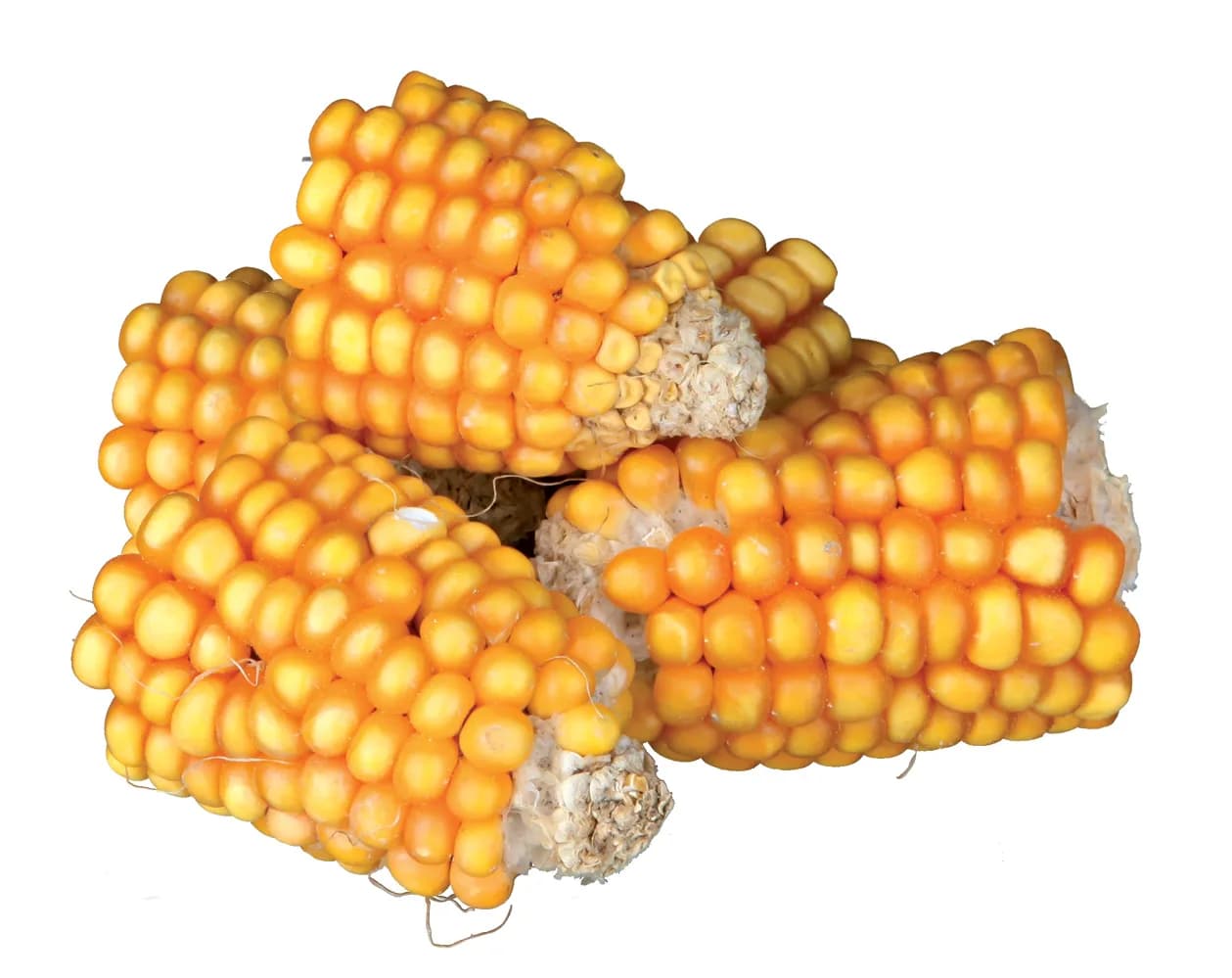 Trixie Kawałki kolb kukurydzy Pure Natural 300 g