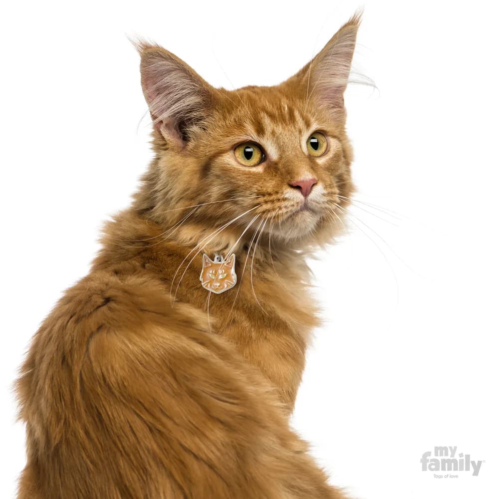 My Family Adresówka Friends Kot Maine Coon – szary