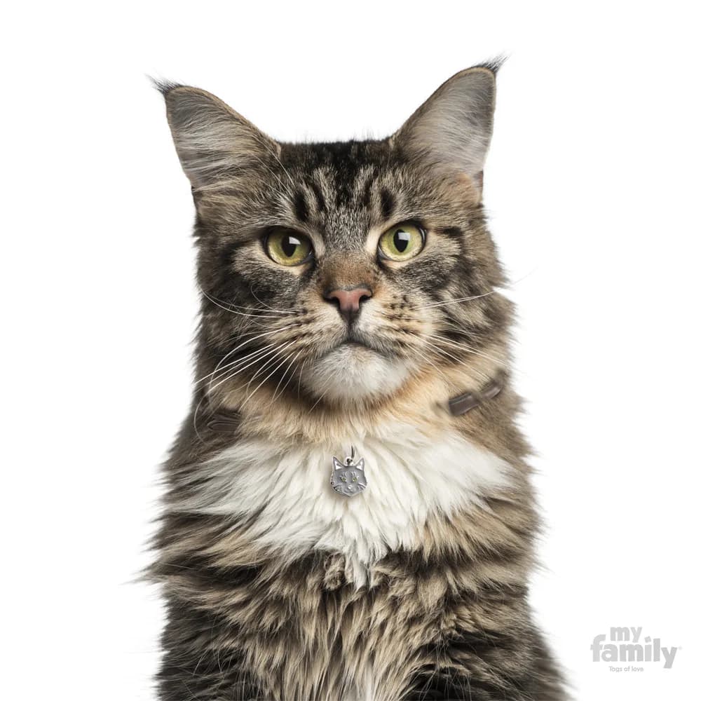 My Family Adresówka Friends Kot Maine Coon – szary