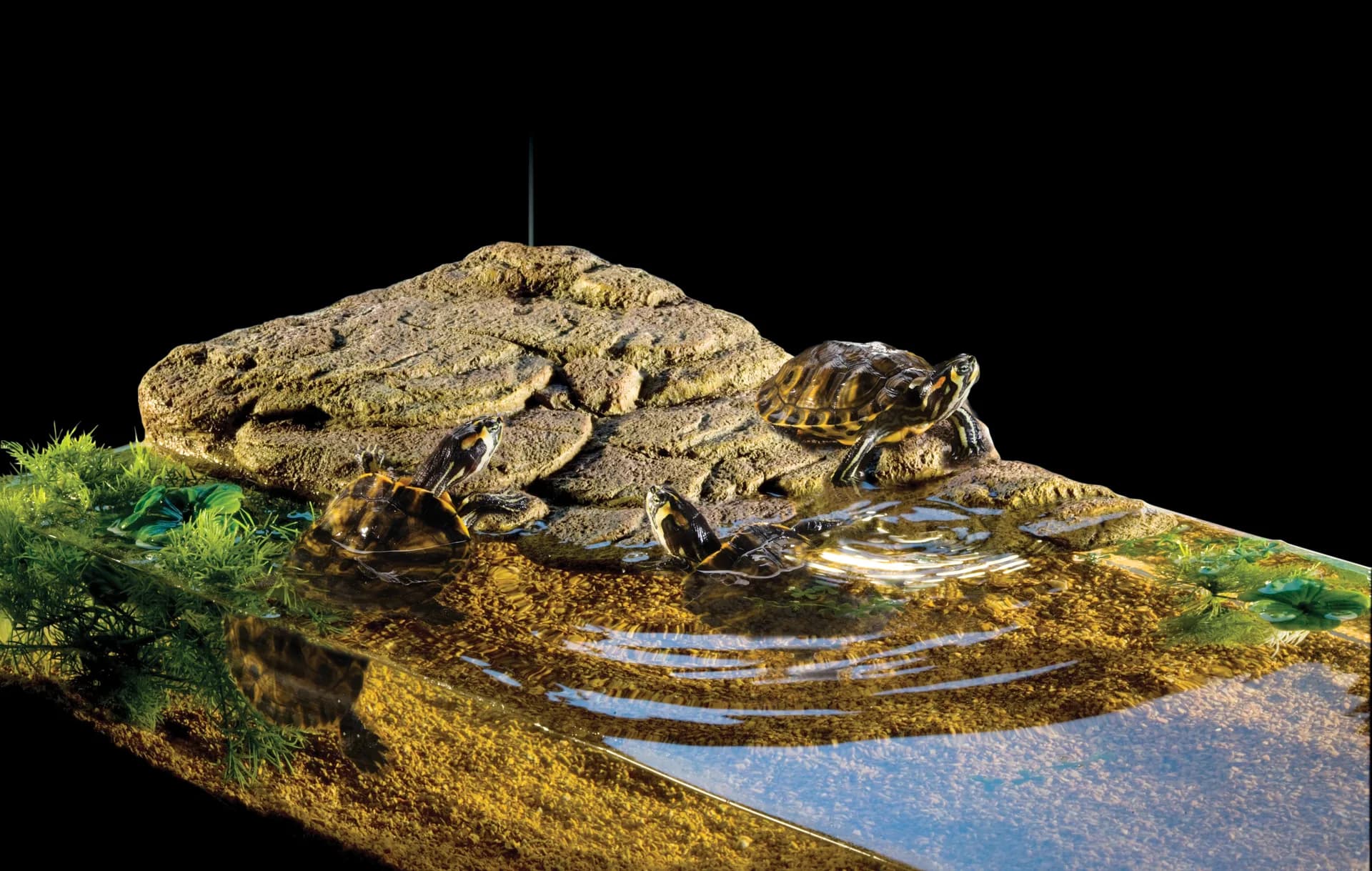 Exo-Terra Wyspa dla żółwia – S