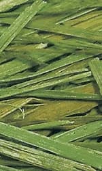Natural-Vit Classic Sianko dla królików 300 g