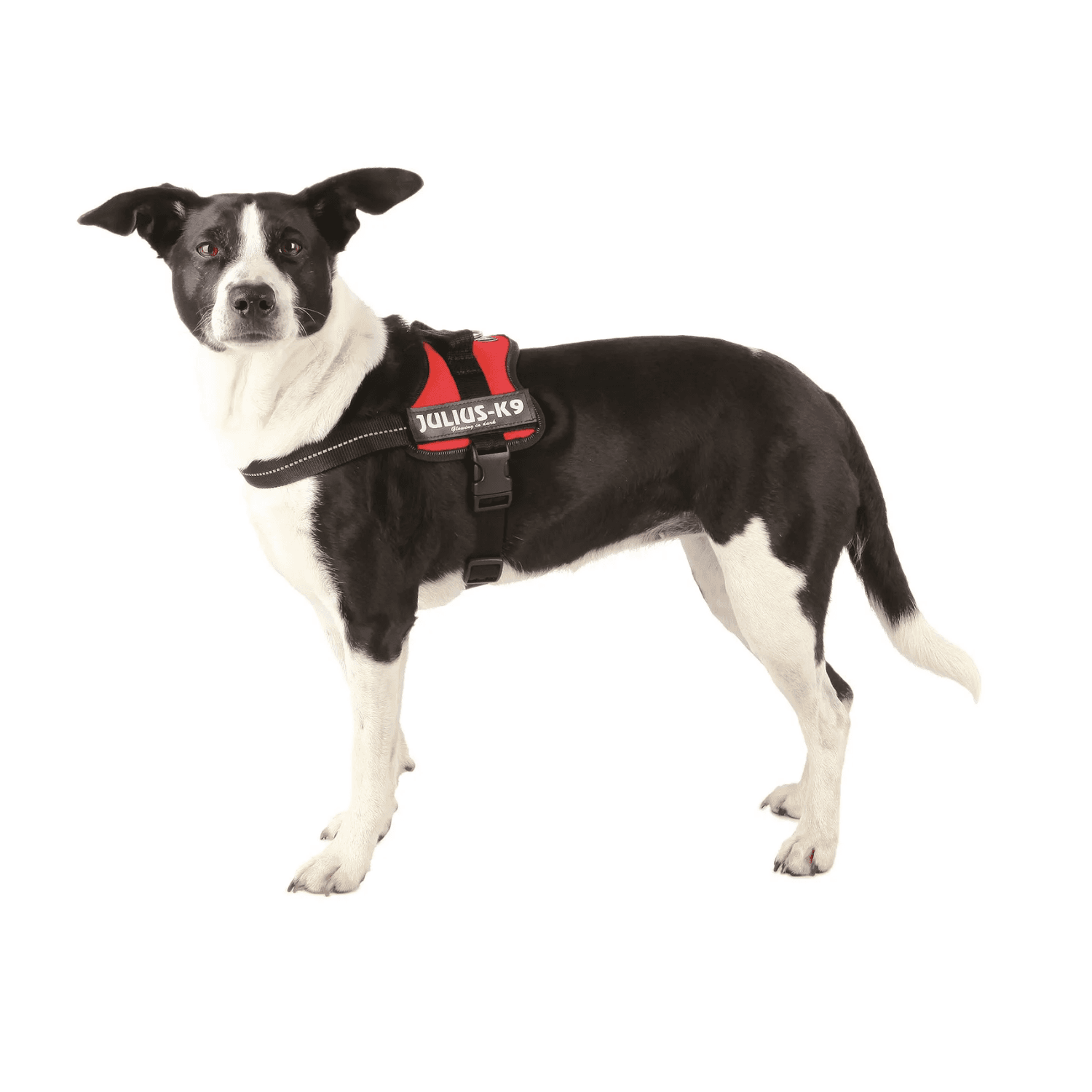 Trixie Szelki Julius-K9® Baby1 dla szczeniąt